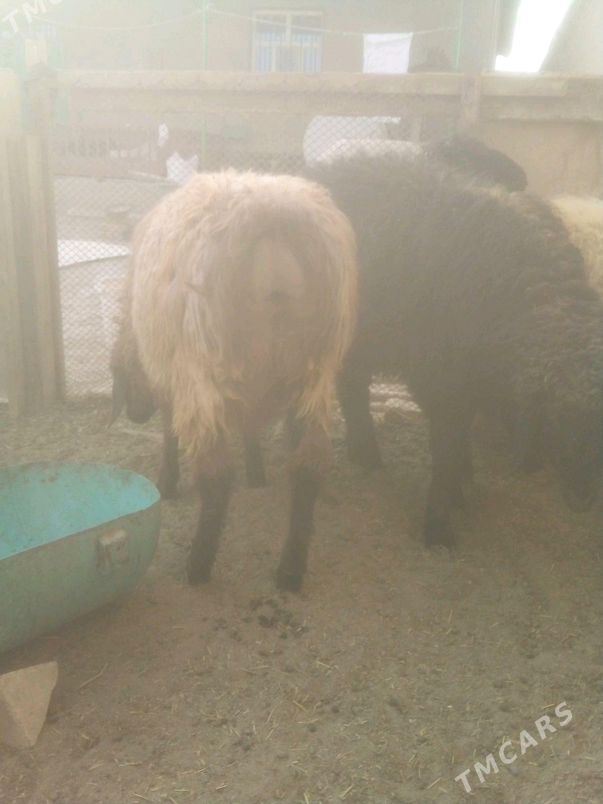 goc - Дашогуз - img 3