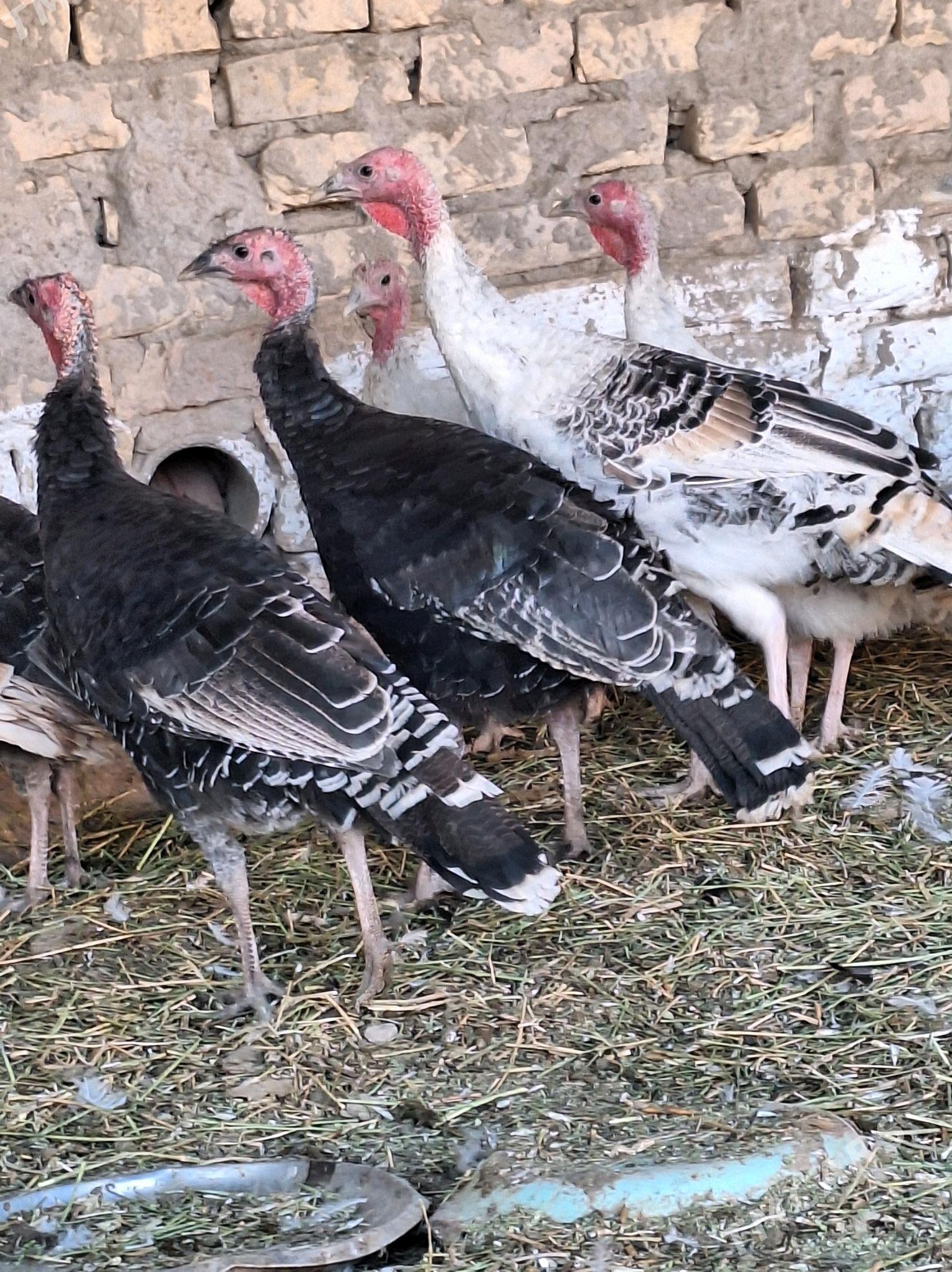 Induk - Сакар - img 3