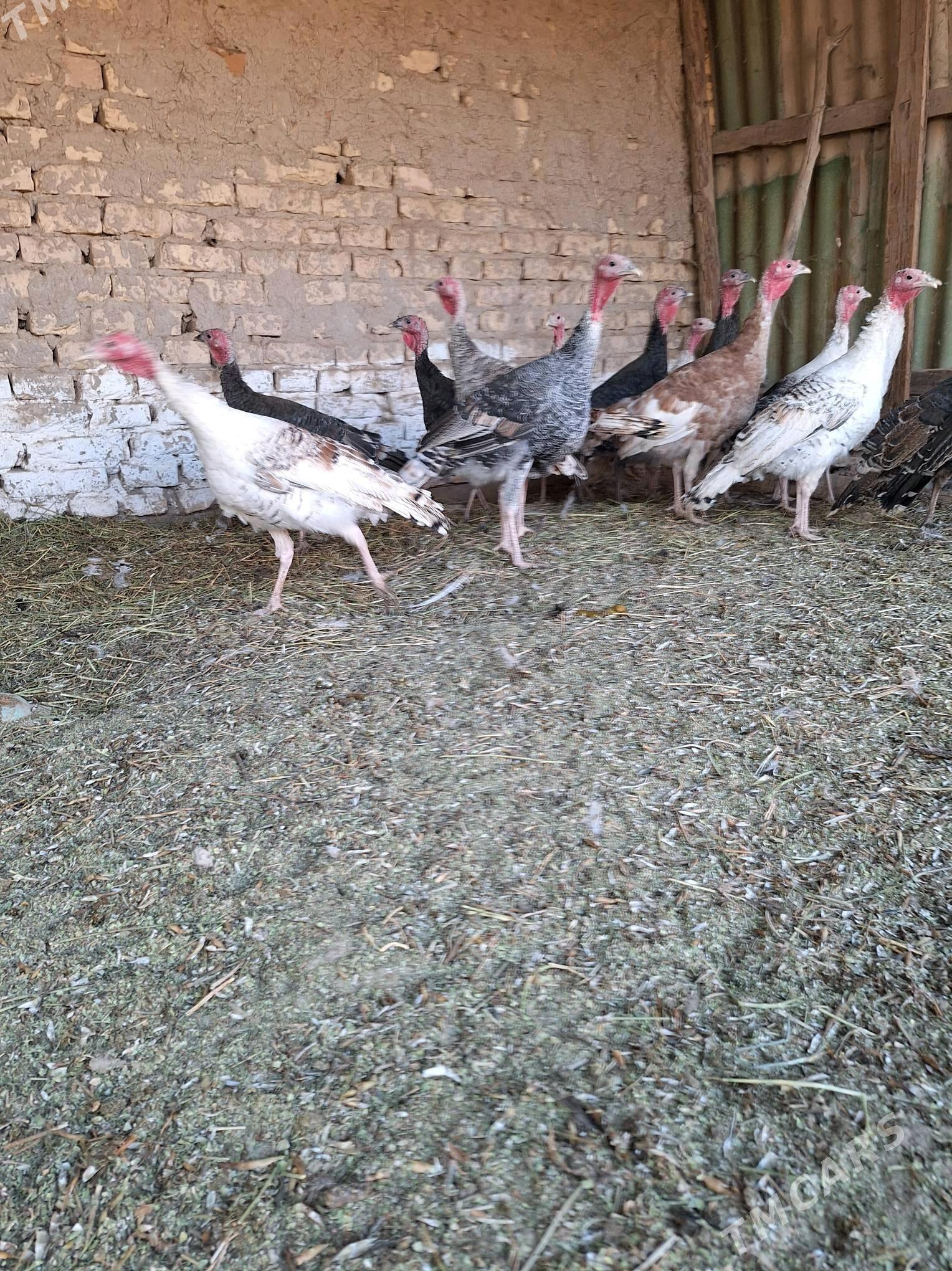 Induk - Сакар - img 2