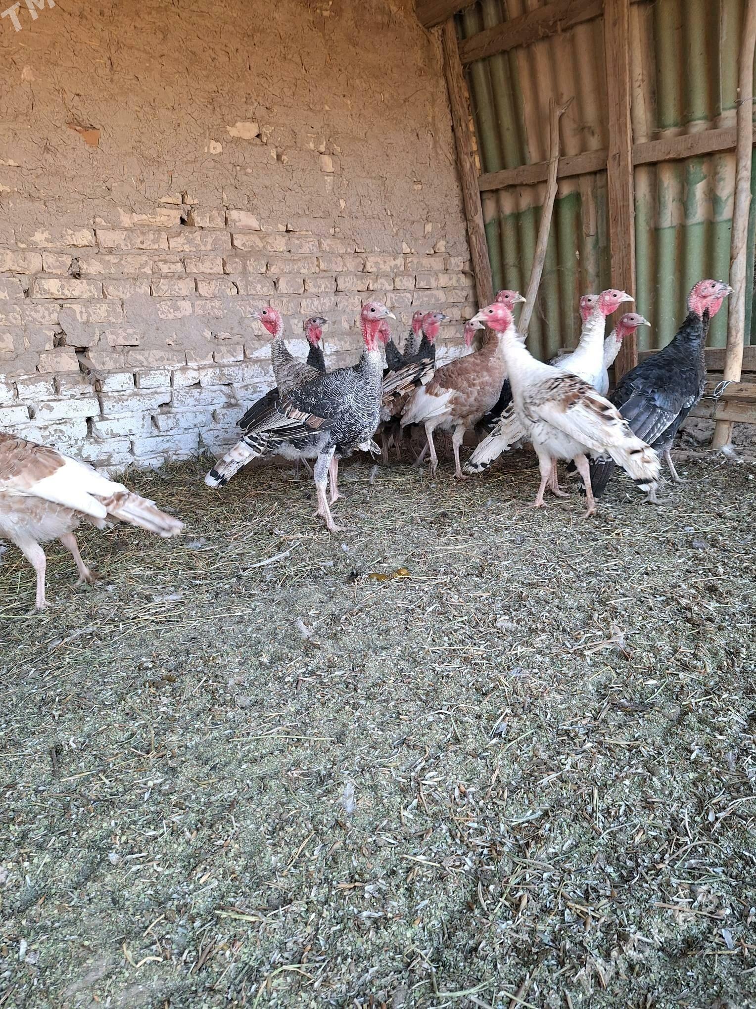 Induk - Сакар - img 4