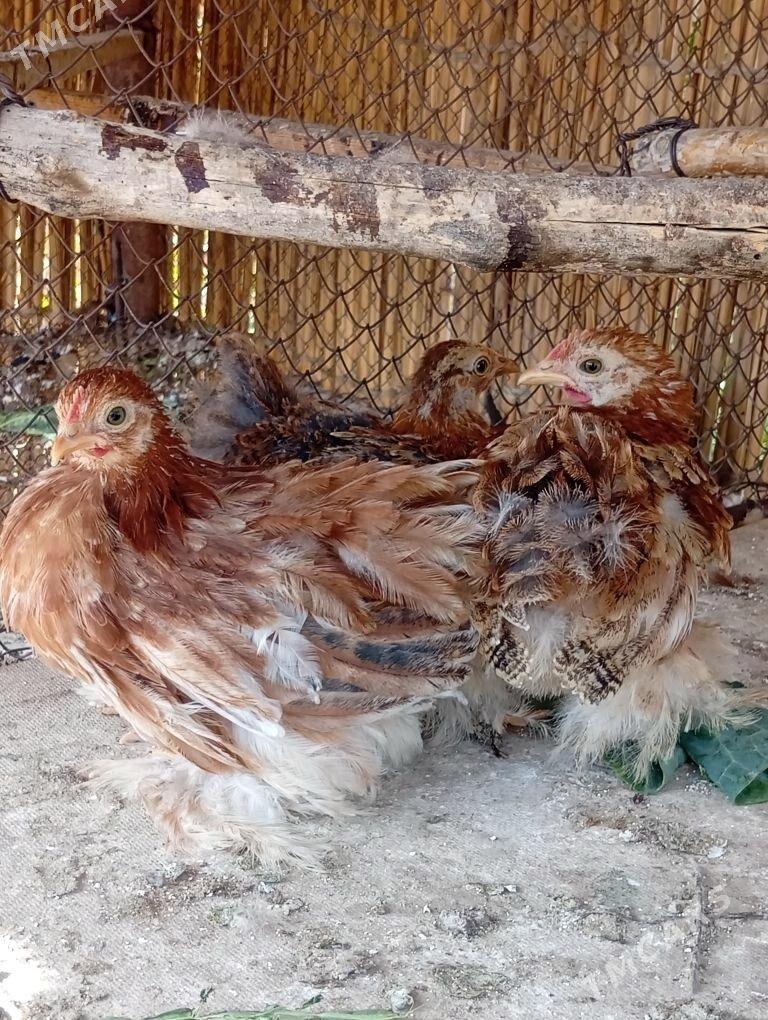 kohin karlik arginal - Türkmengala - img 2