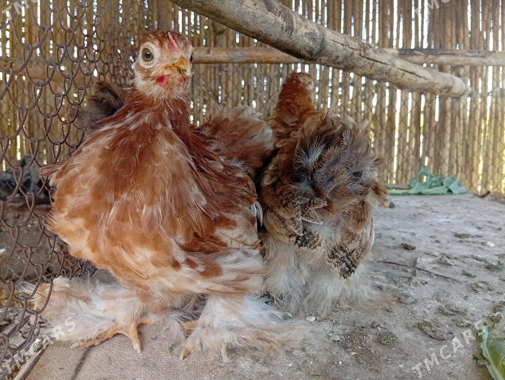 kohin karlik arginal - Türkmengala - img 1