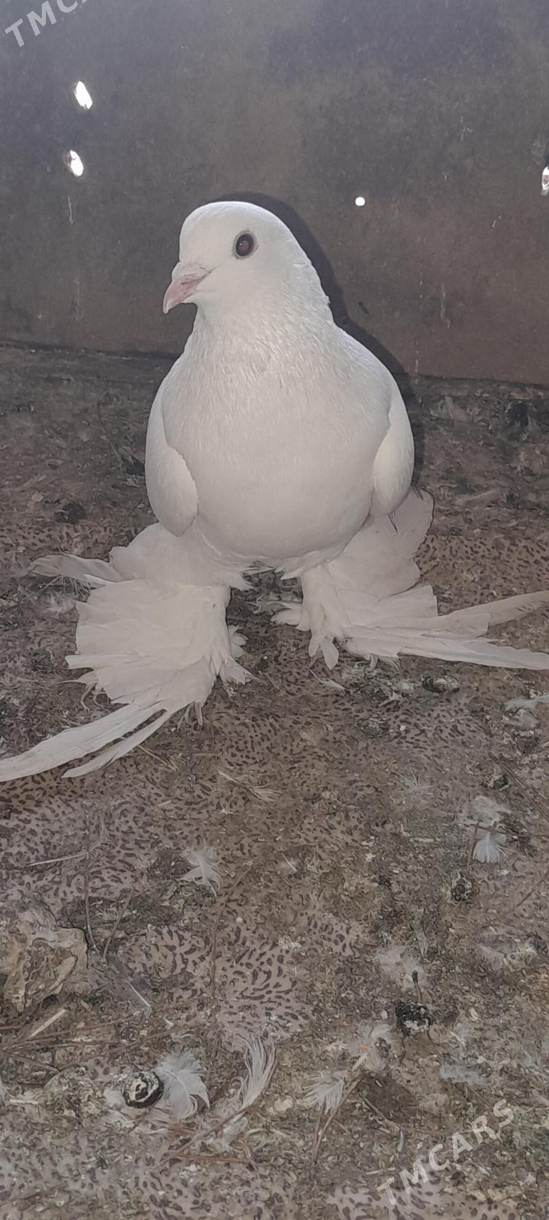 kepderi - Aşgabat - img 2