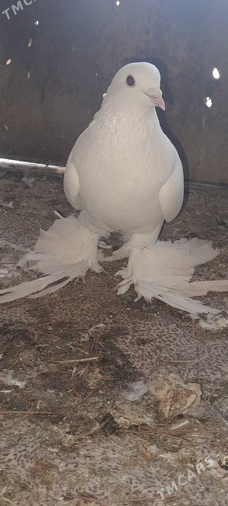 kepderi - Aşgabat - img 4