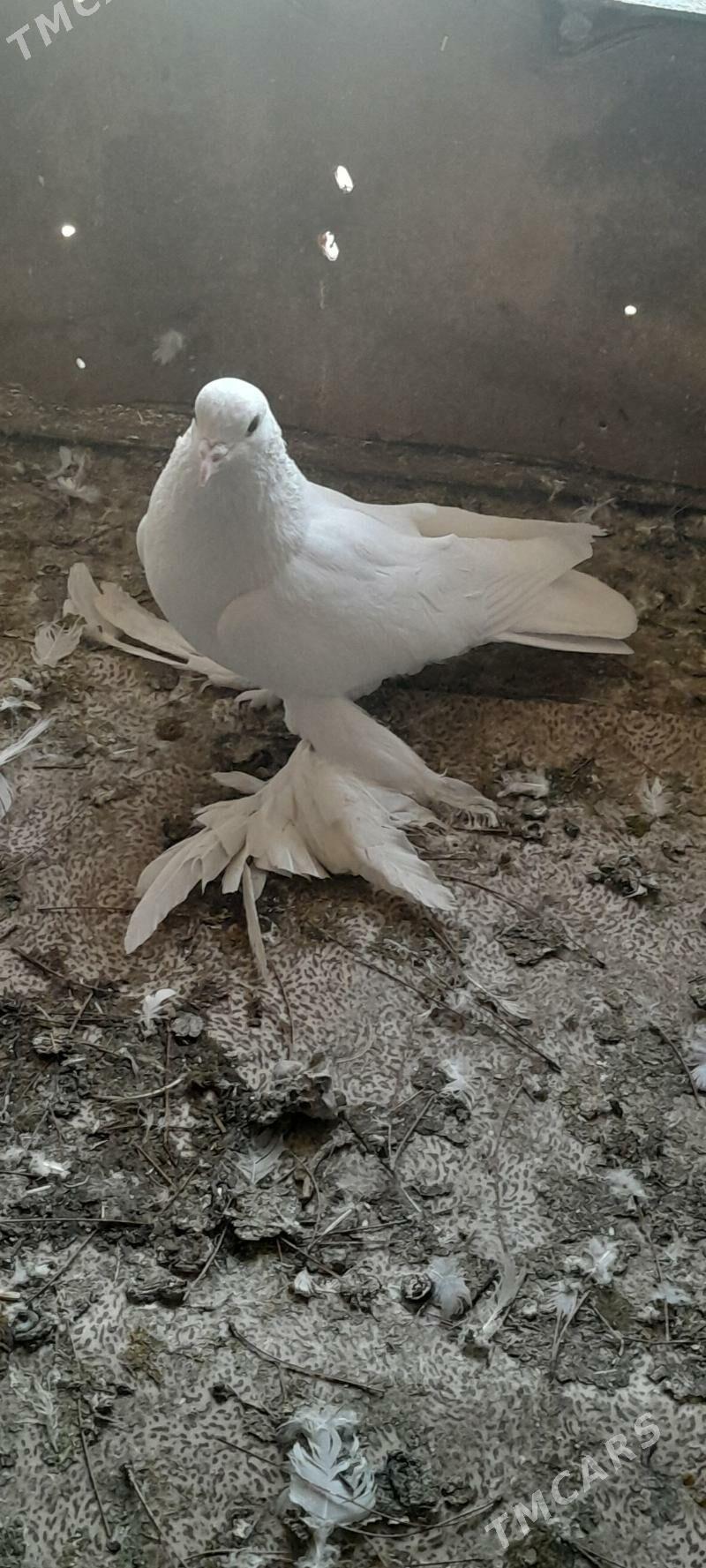 kepderi - Aşgabat - img 3