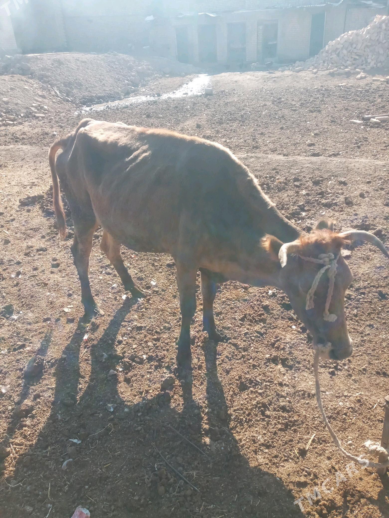 KYSYR INEK - Çärjew - img 3