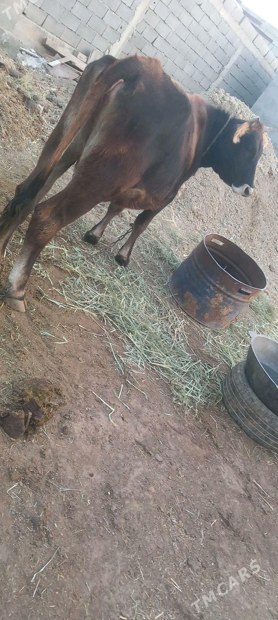 sygyr - Гёкдепе - img 2