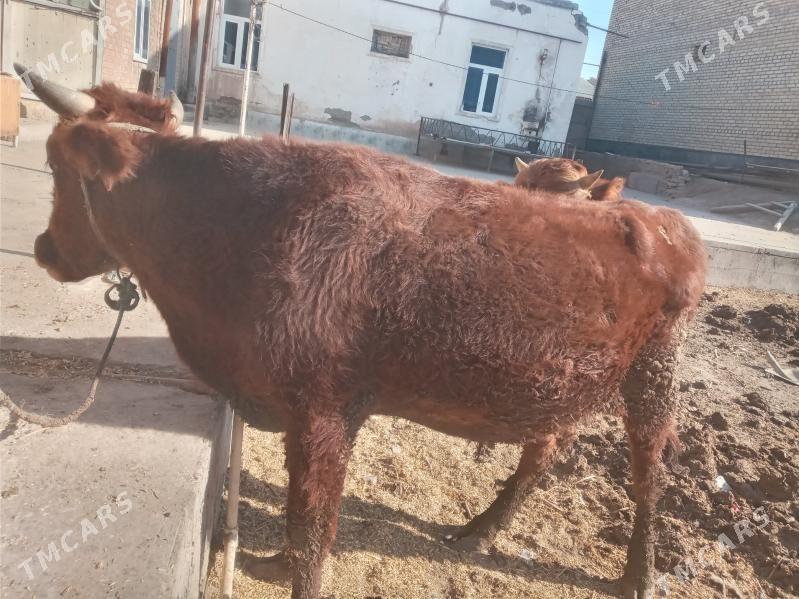 OKUZLER 2 YASAR - Çärjew - img 2