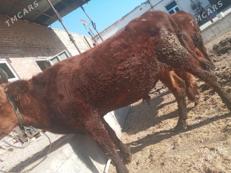 OKUZLER 2 YASAR - Çärjew - img 3