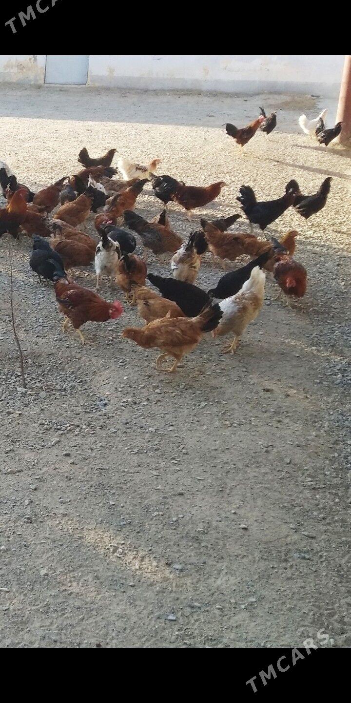 Ýaş horazlar - Gyzylarbat - img 2