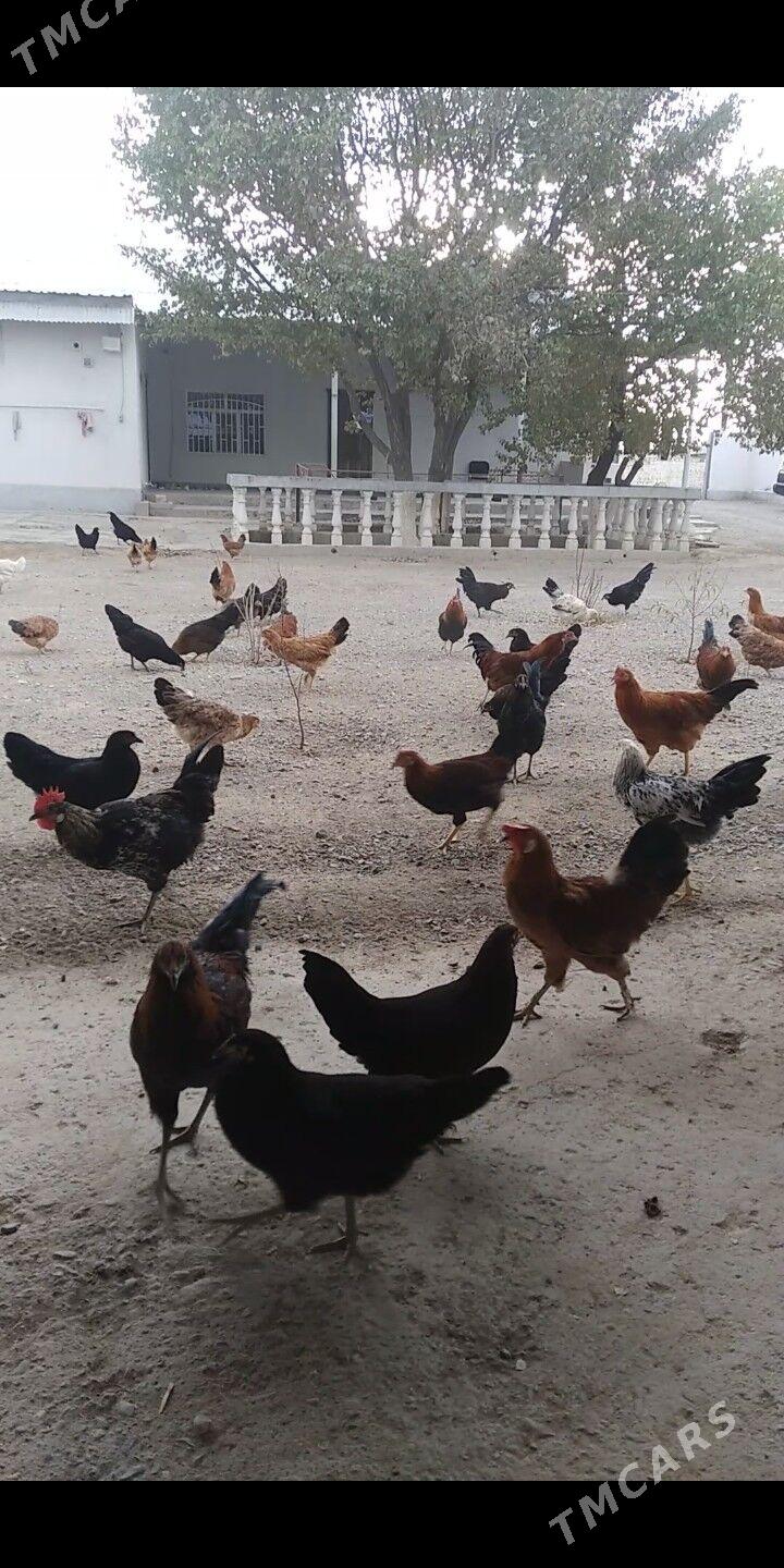 Ýaş horazlar - Gyzylarbat - img 1