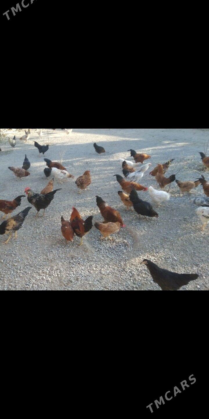 Ýaş horazlar - Gyzylarbat - img 4