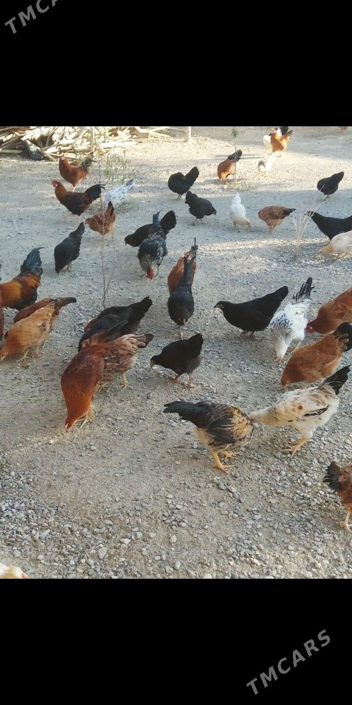 Ýaş horazlar - Gyzylarbat - img 3