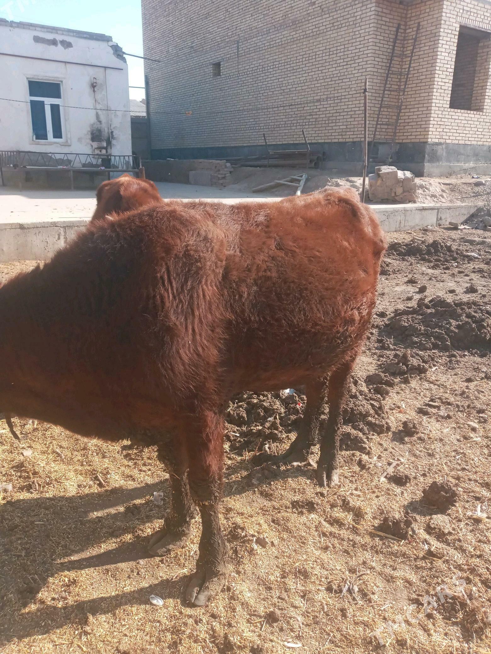 OKUZLER 2 YASAR - Çärjew - img 4