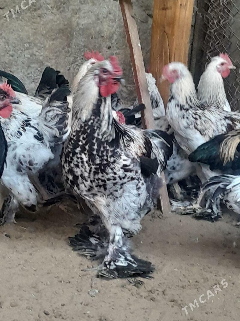 horaz - Gypjak - img 1