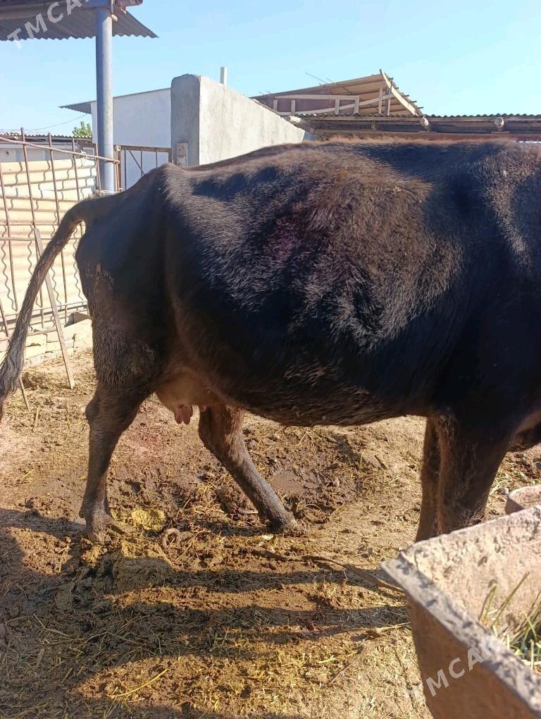 golli sygyr - Babadaýhan - img 1