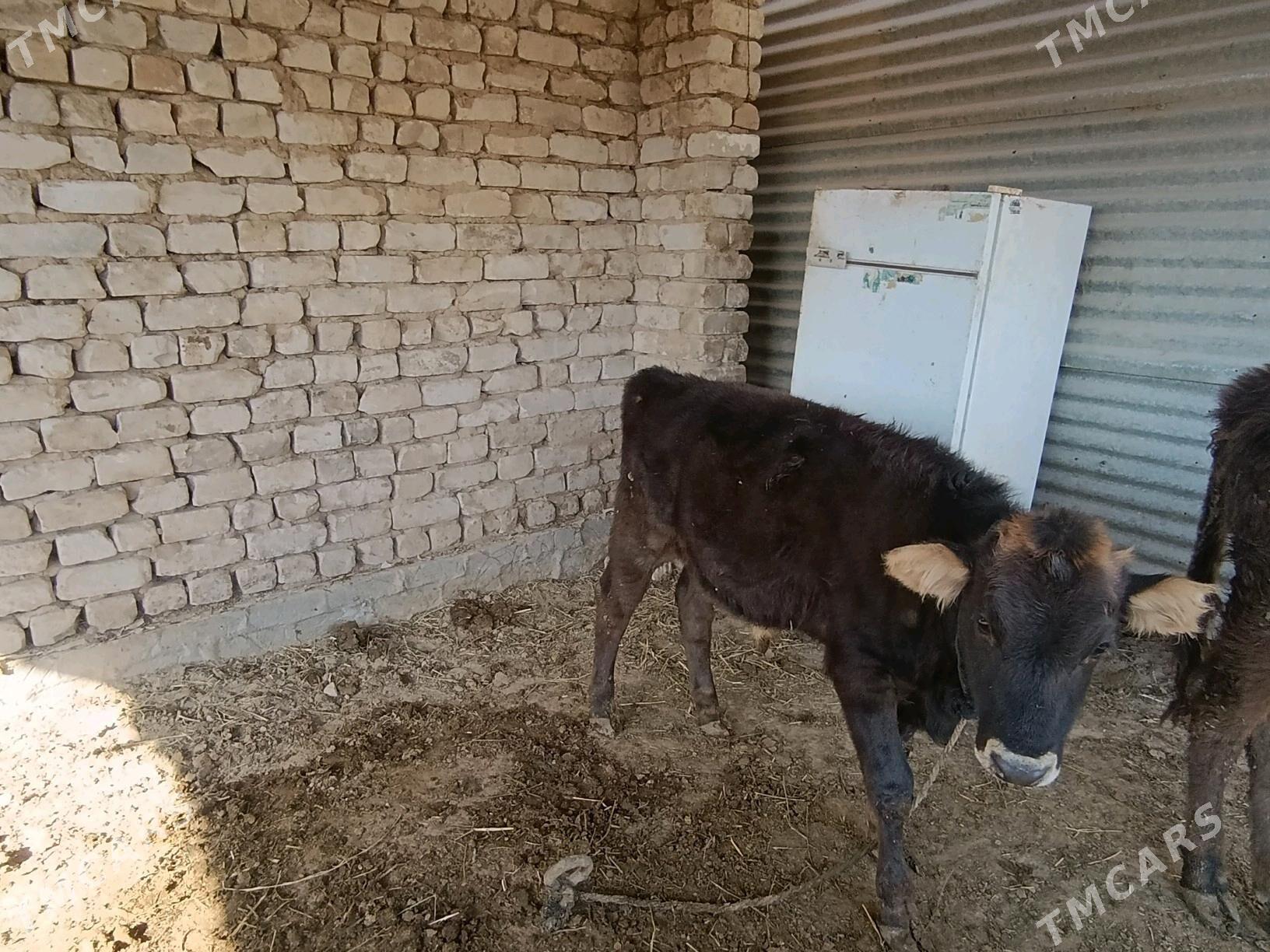 golli sygyr - Babadaýhan - img 2