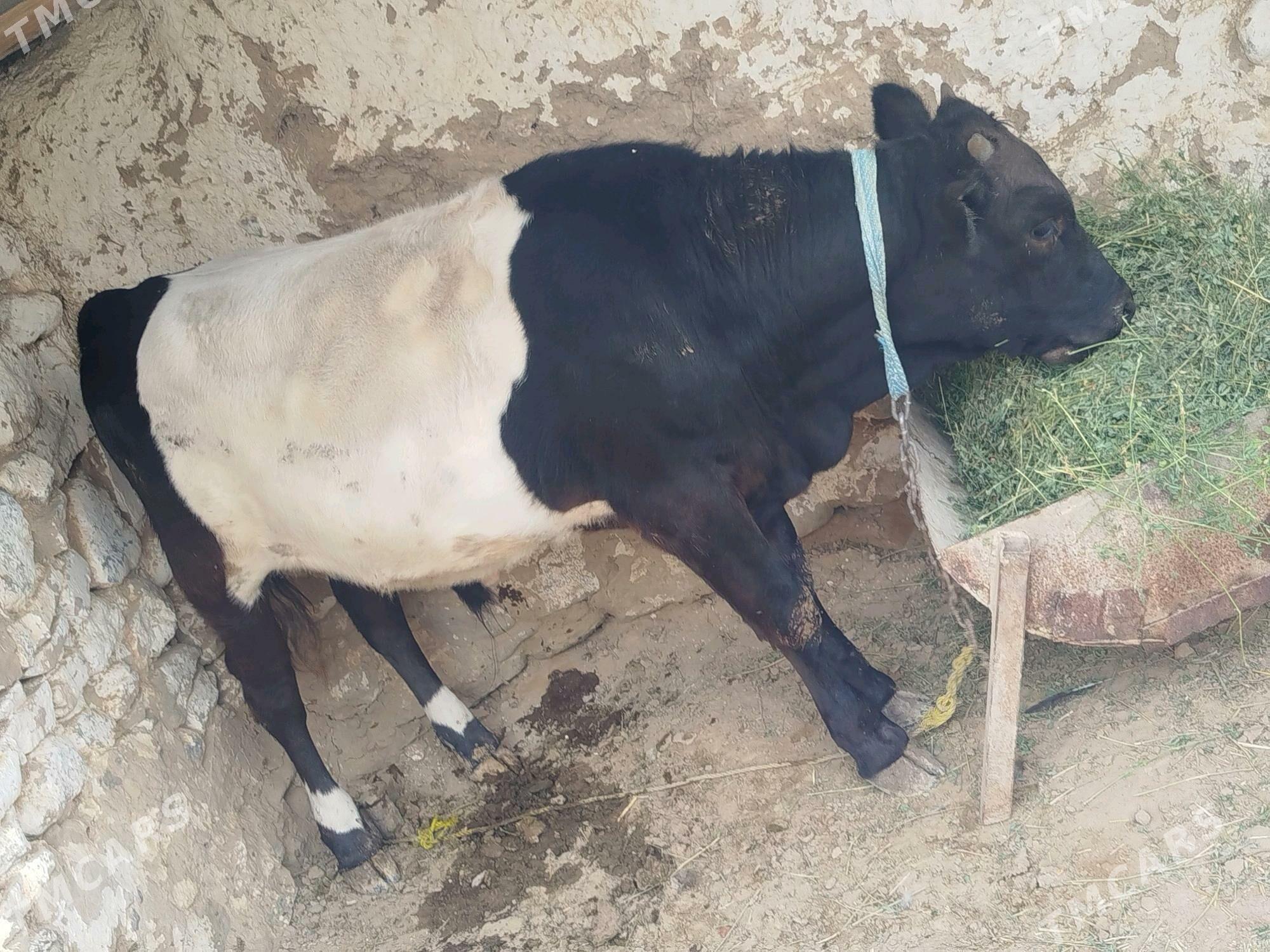 öküz - Гызыларбат - img 3