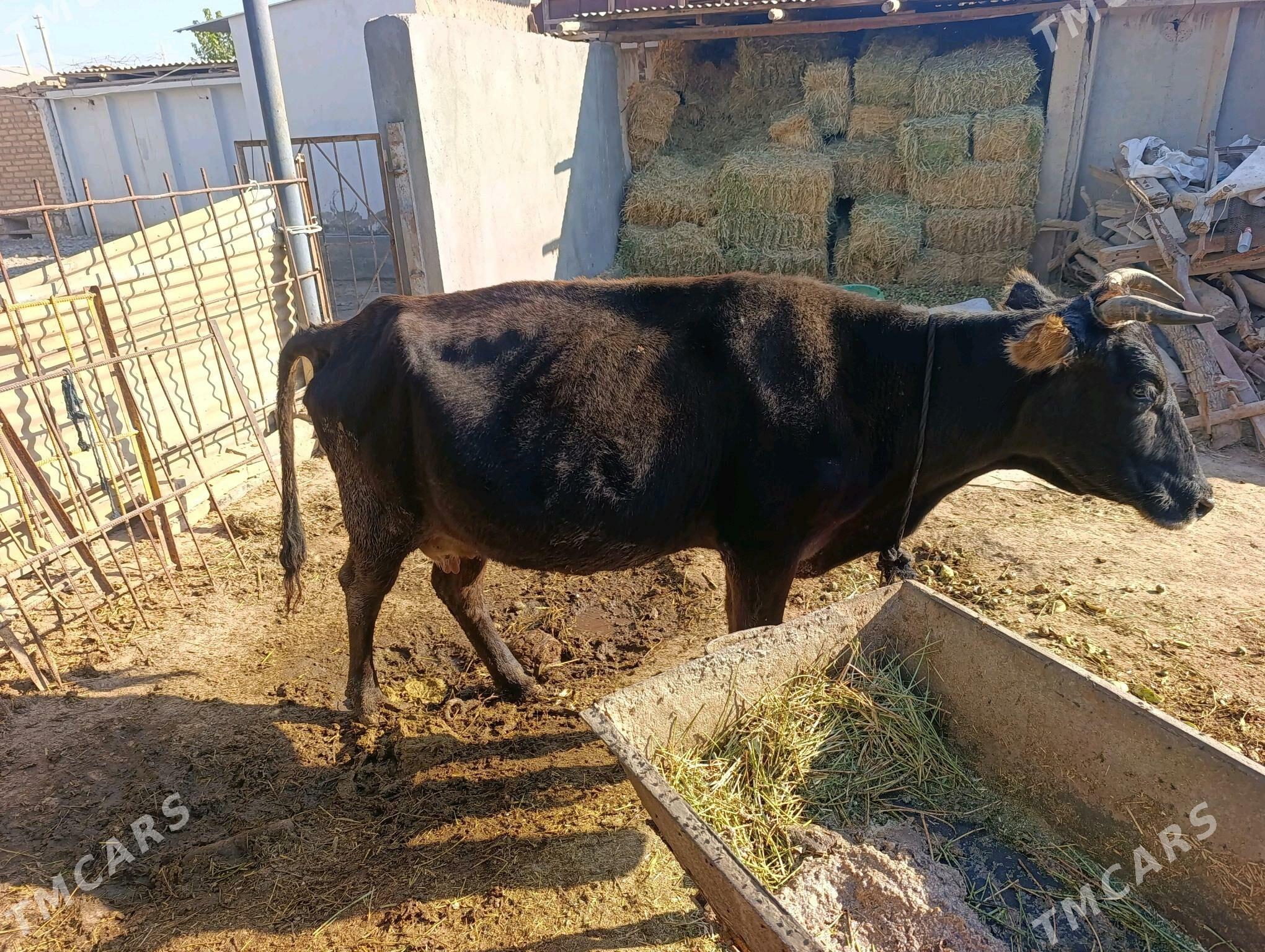 golli sygyr - Babadaýhan - img 3