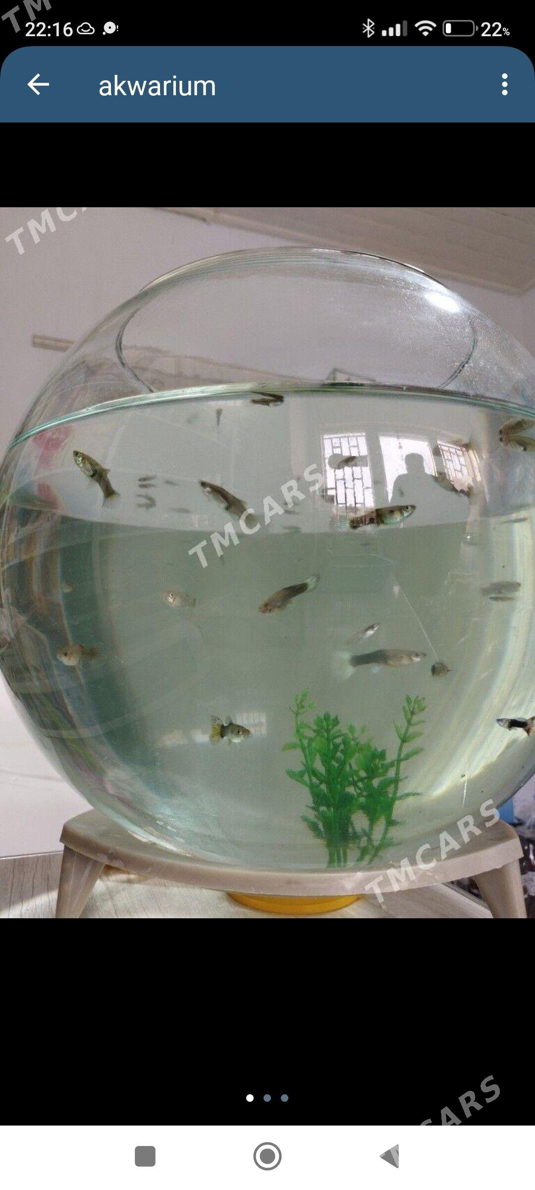 balyk - Türkmenbaşy - img 2