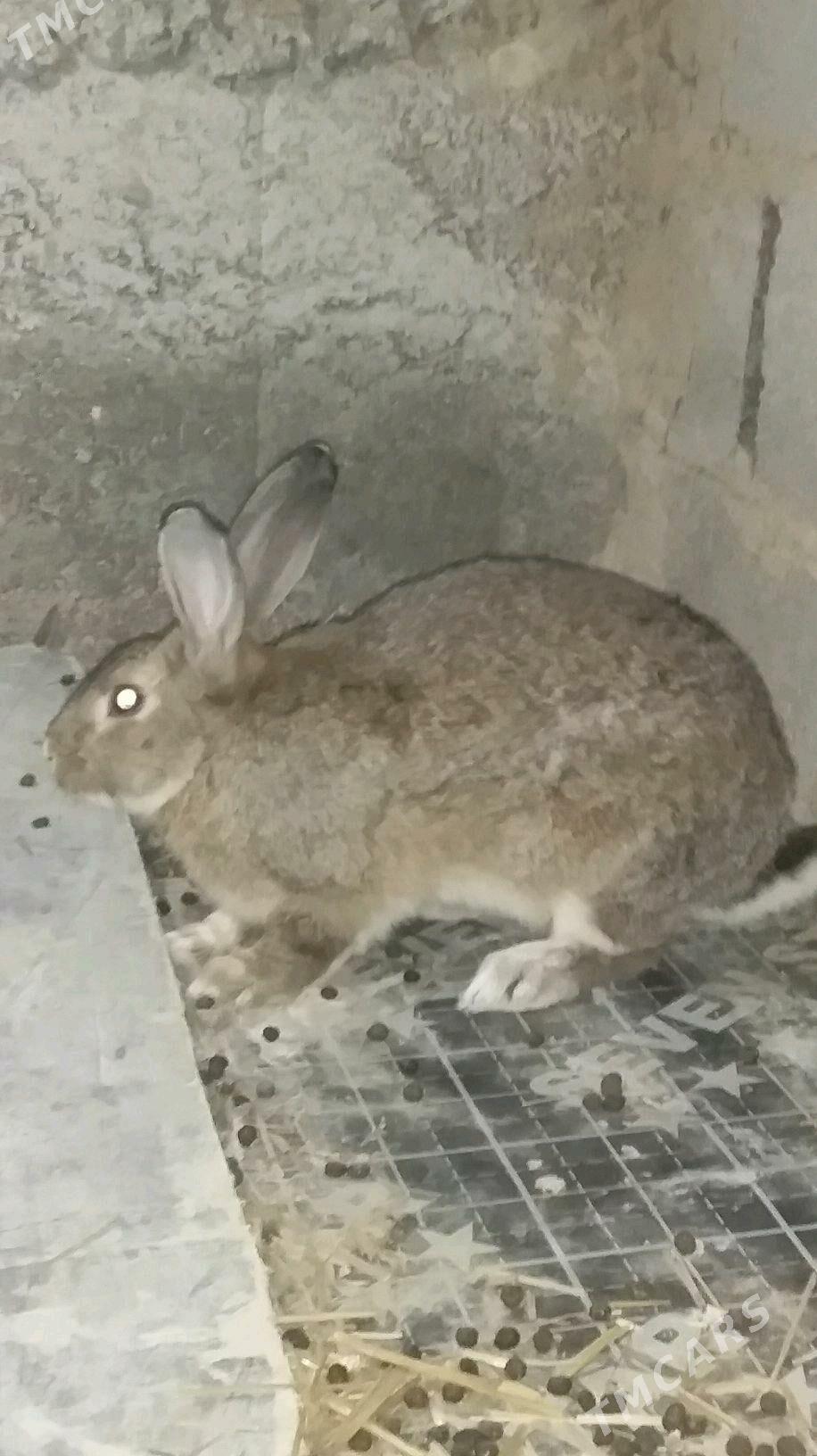 Towşan - Гёкдепе - img 2