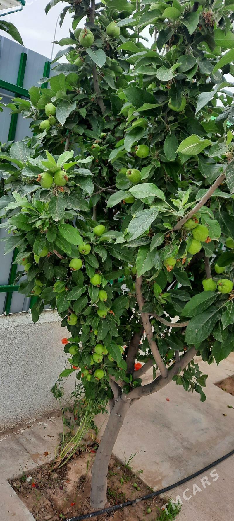 täze zaman 1nji tapgyr katej - Täze zaman - img 7