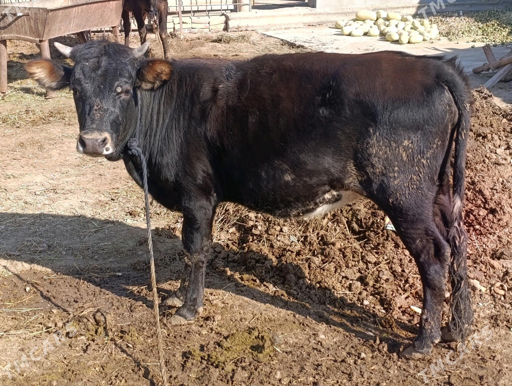 tuwe. - Бабадайхан - img 1