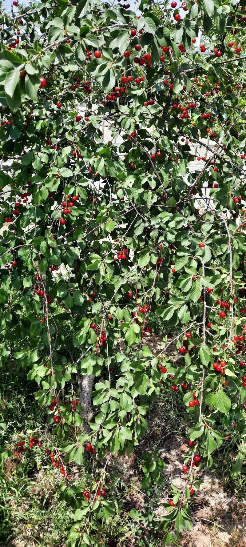 täze zaman 1nji tapgyr katej - Täze zaman - img 6