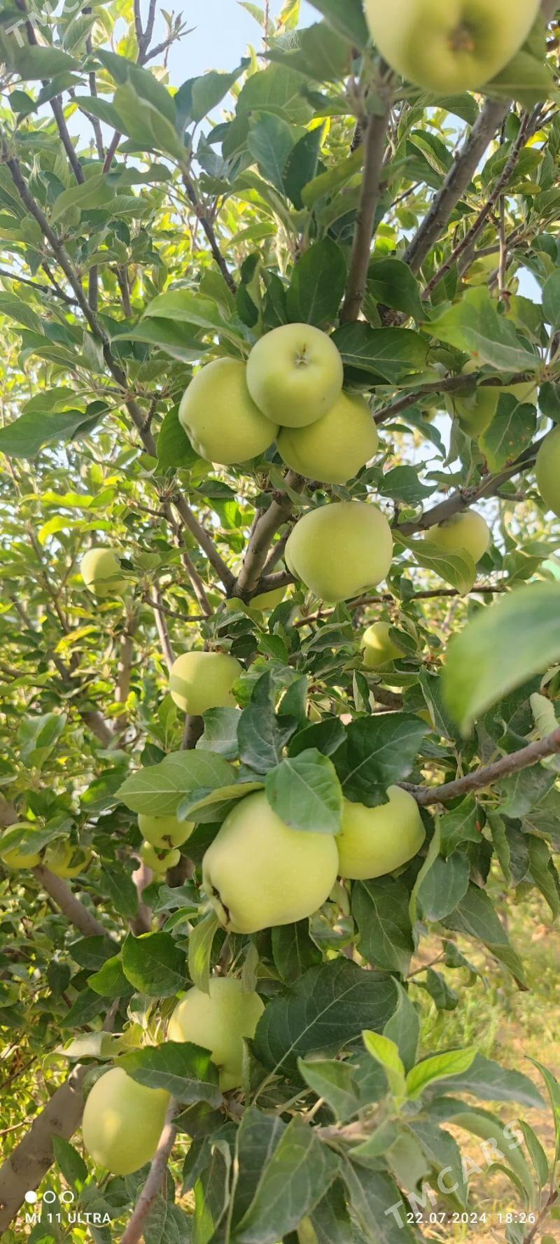 täze zaman 1nji tapgyr katej - Täze zaman - img 4