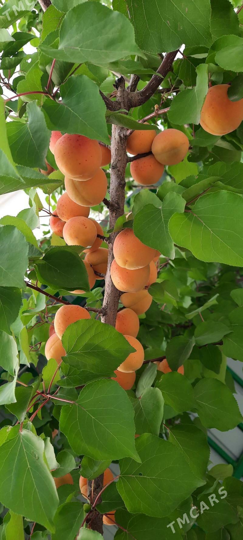 täze zaman 1nji tapgyr katej - Täze zaman - img 5