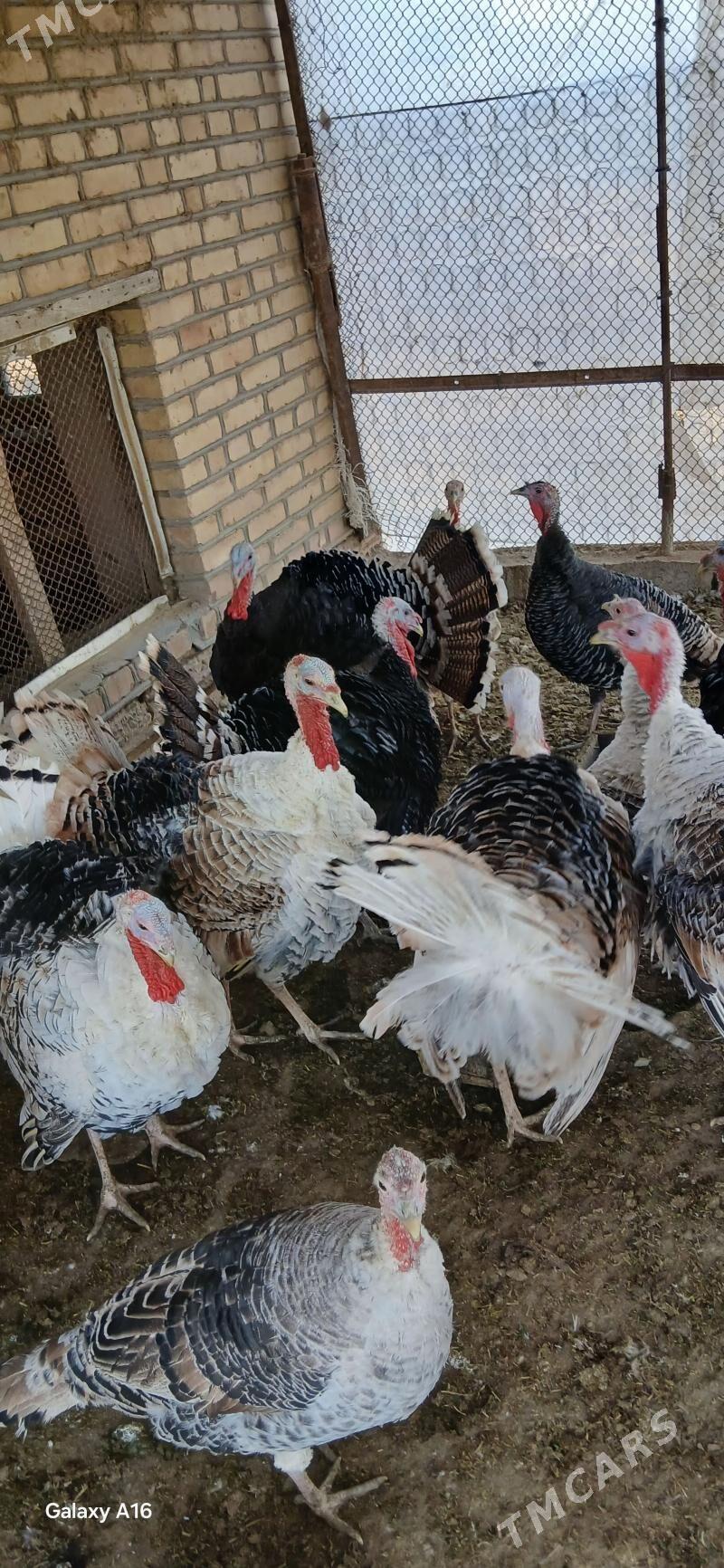 induk - Мургап - img 3