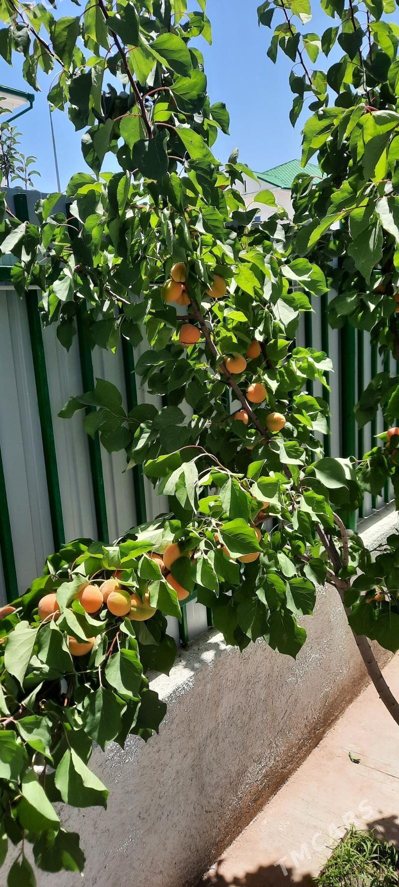 täze zaman 1nji tapgyr katej - Täze zaman - img 8