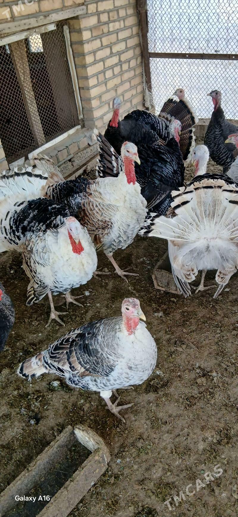 induk - Мургап - img 2