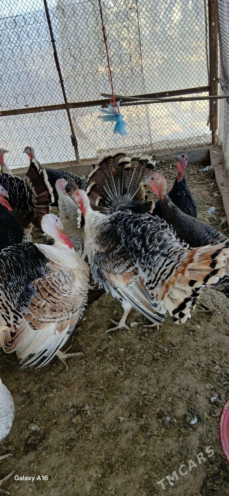 induk - Мургап - img 4