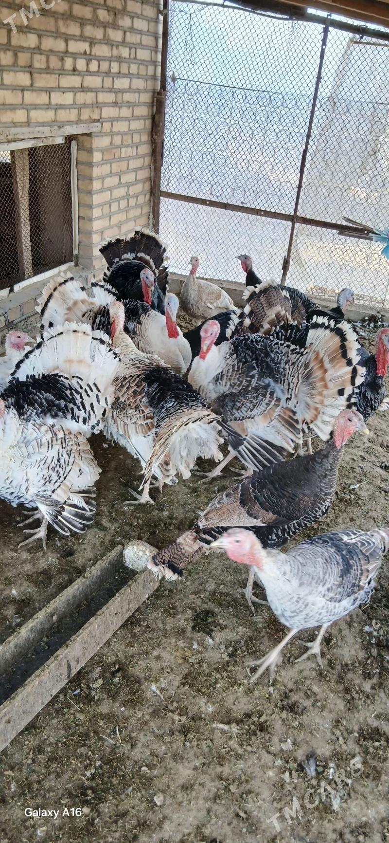 induk - Мургап - img 5