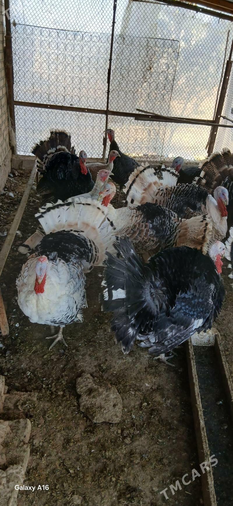 induk - Мургап - img 6