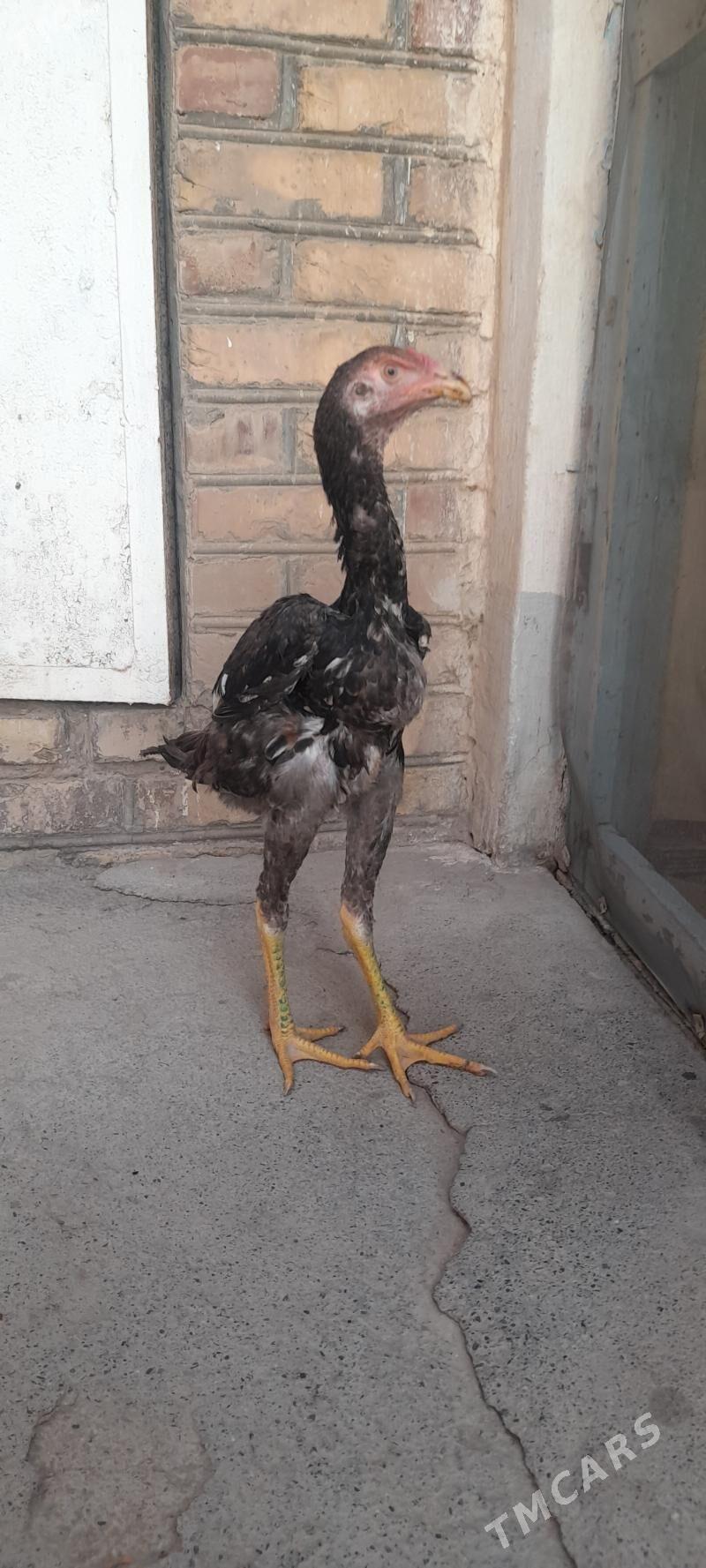 Taskent horaz - Теджен - img 5