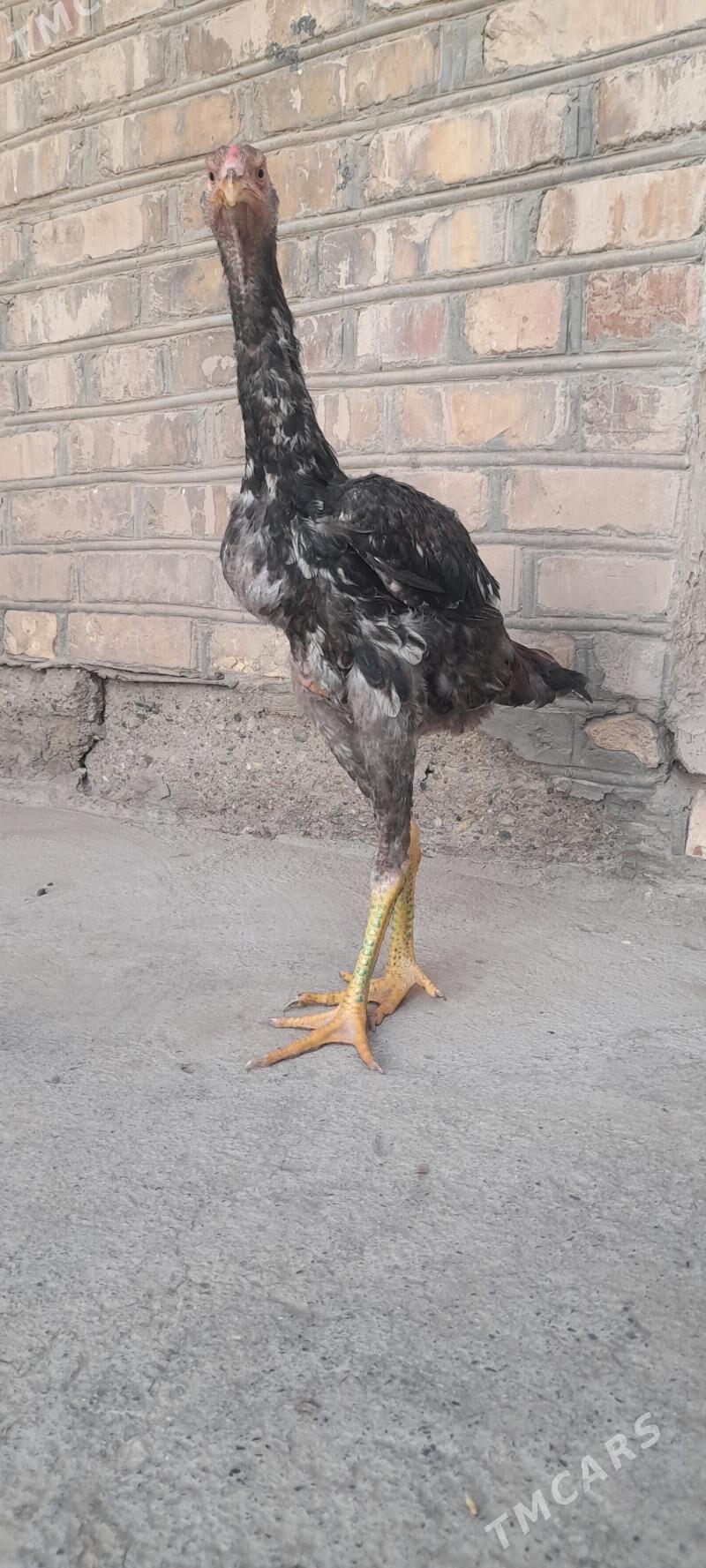 Taskent horaz - Теджен - img 3