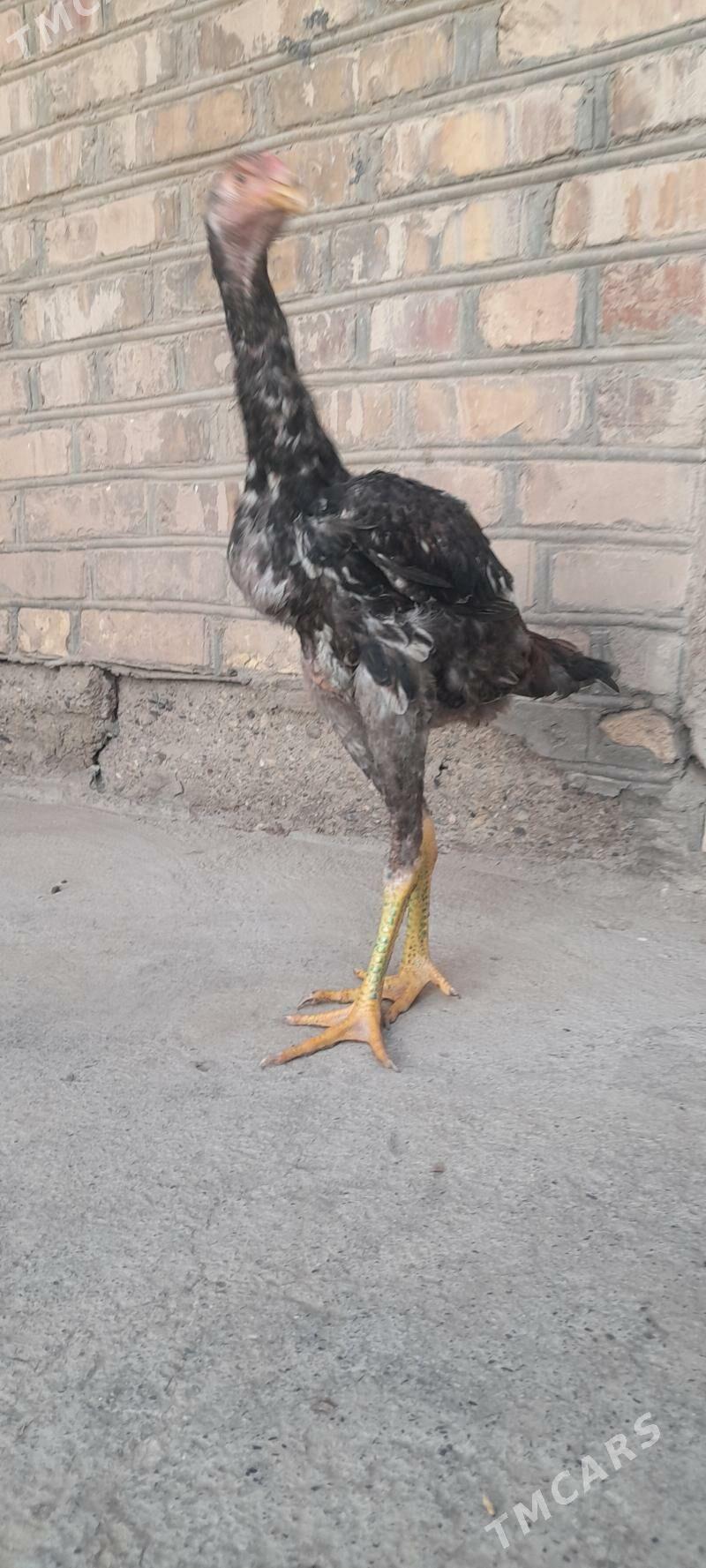 Taskent horaz - Теджен - img 4