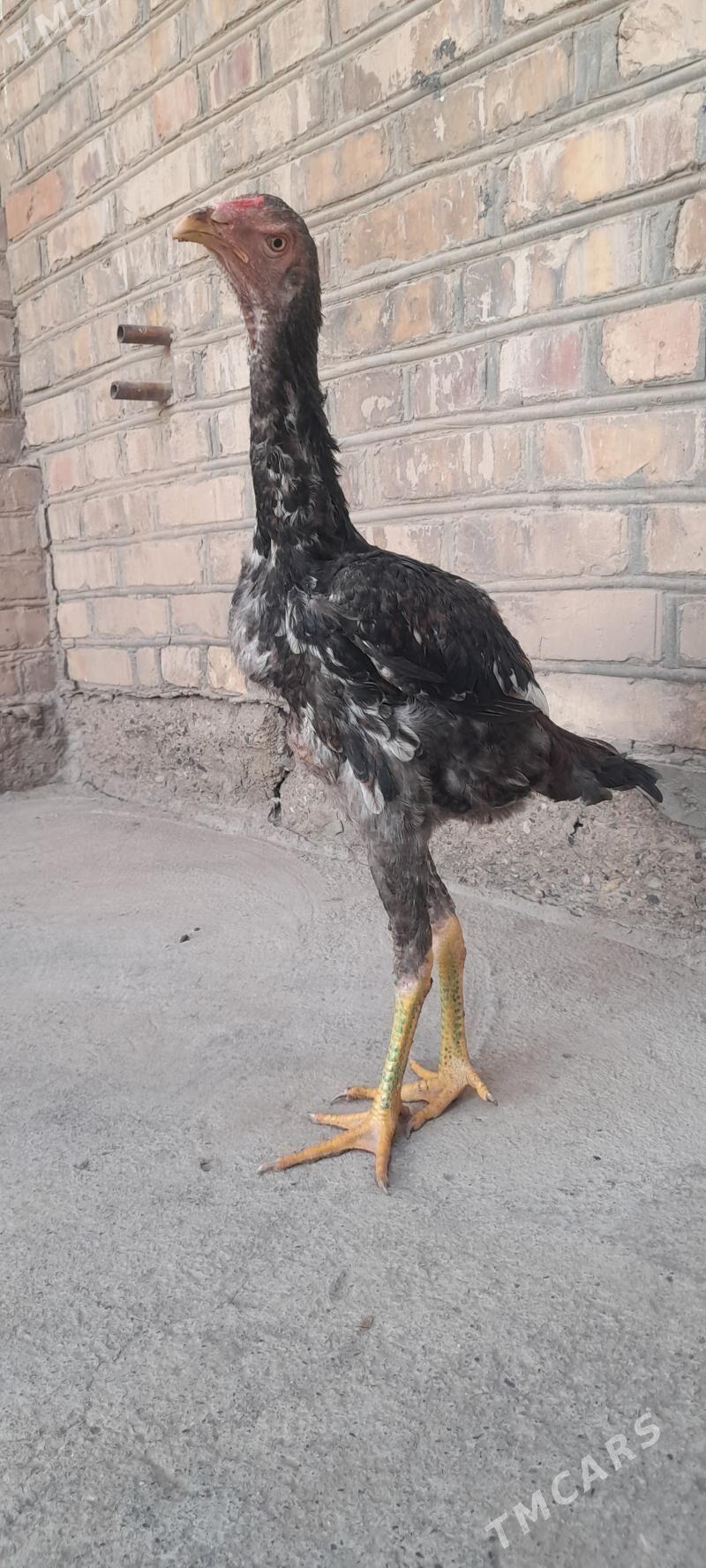 Taskent horaz - Теджен - img 2