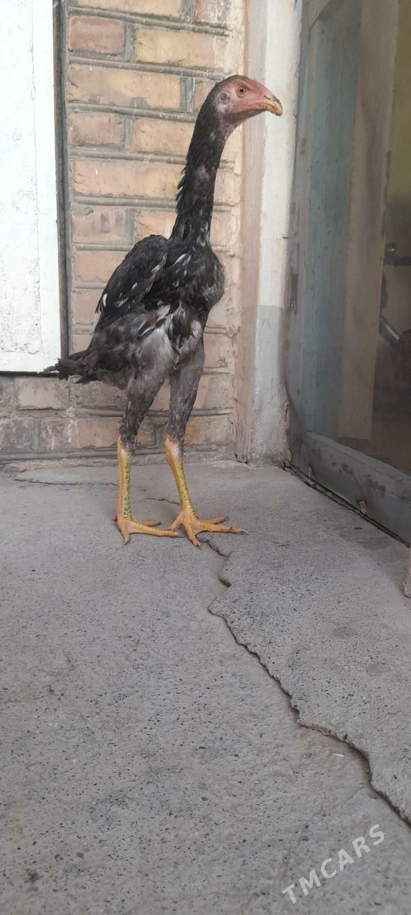 Taskent horaz - Tejen - img 1