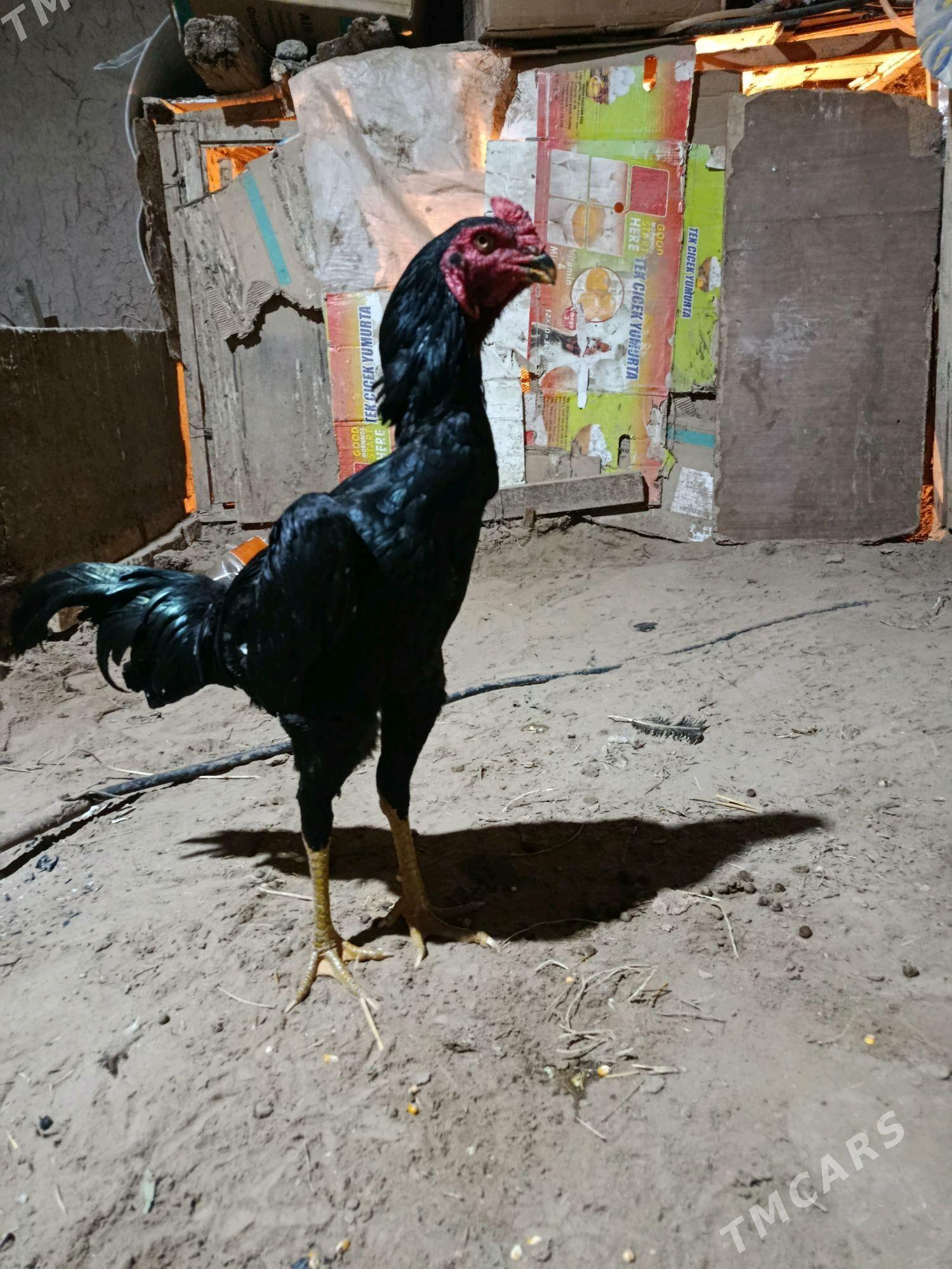 horaz - Daşoguz - img 2