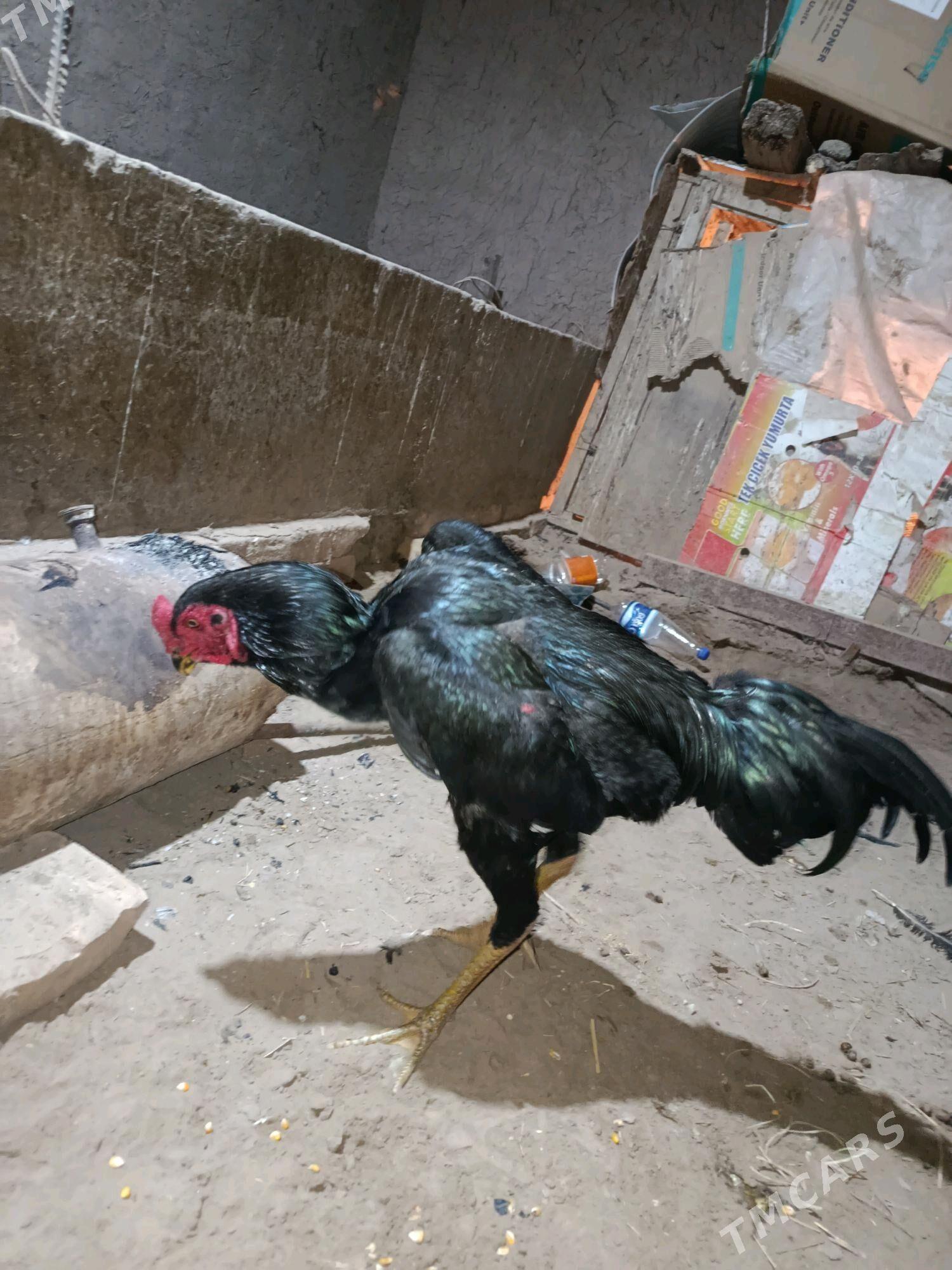 horaz - Daşoguz - img 3