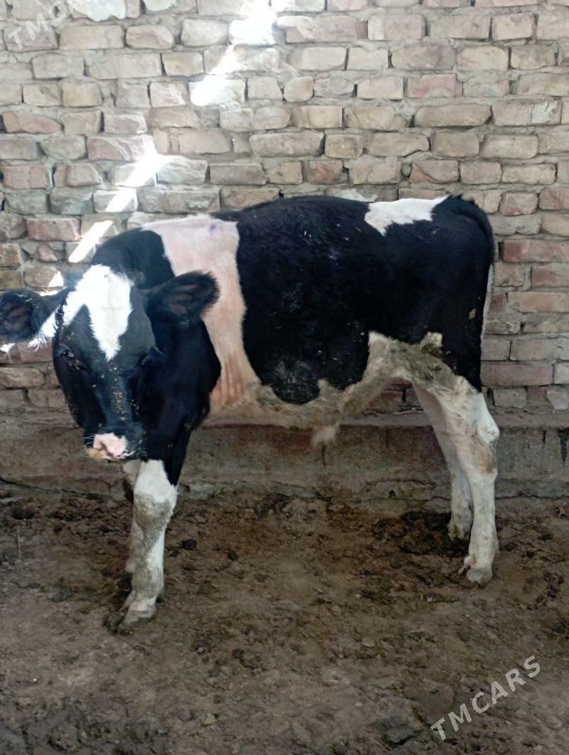 Ökiz - Ашхабад - img 5