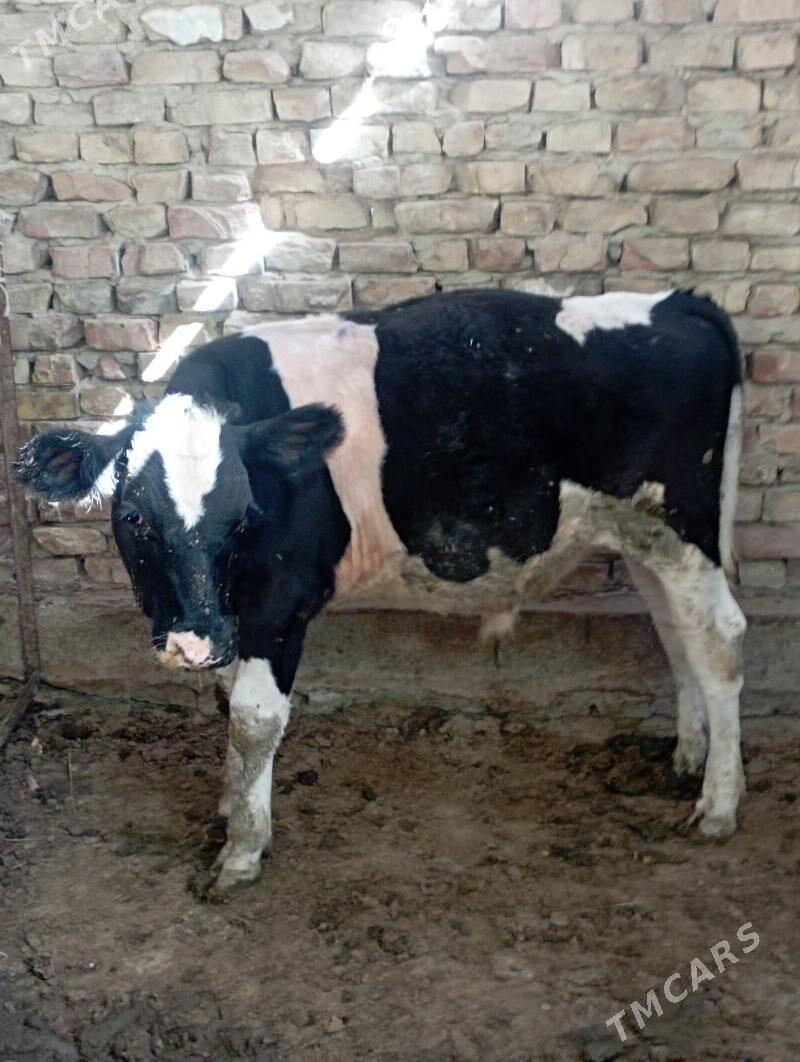 Ökiz - Ашхабад - img 6