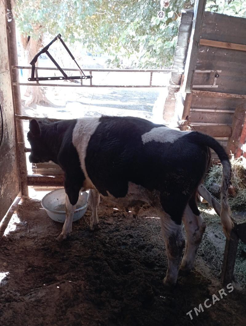 Ökiz - Ашхабад - img 2