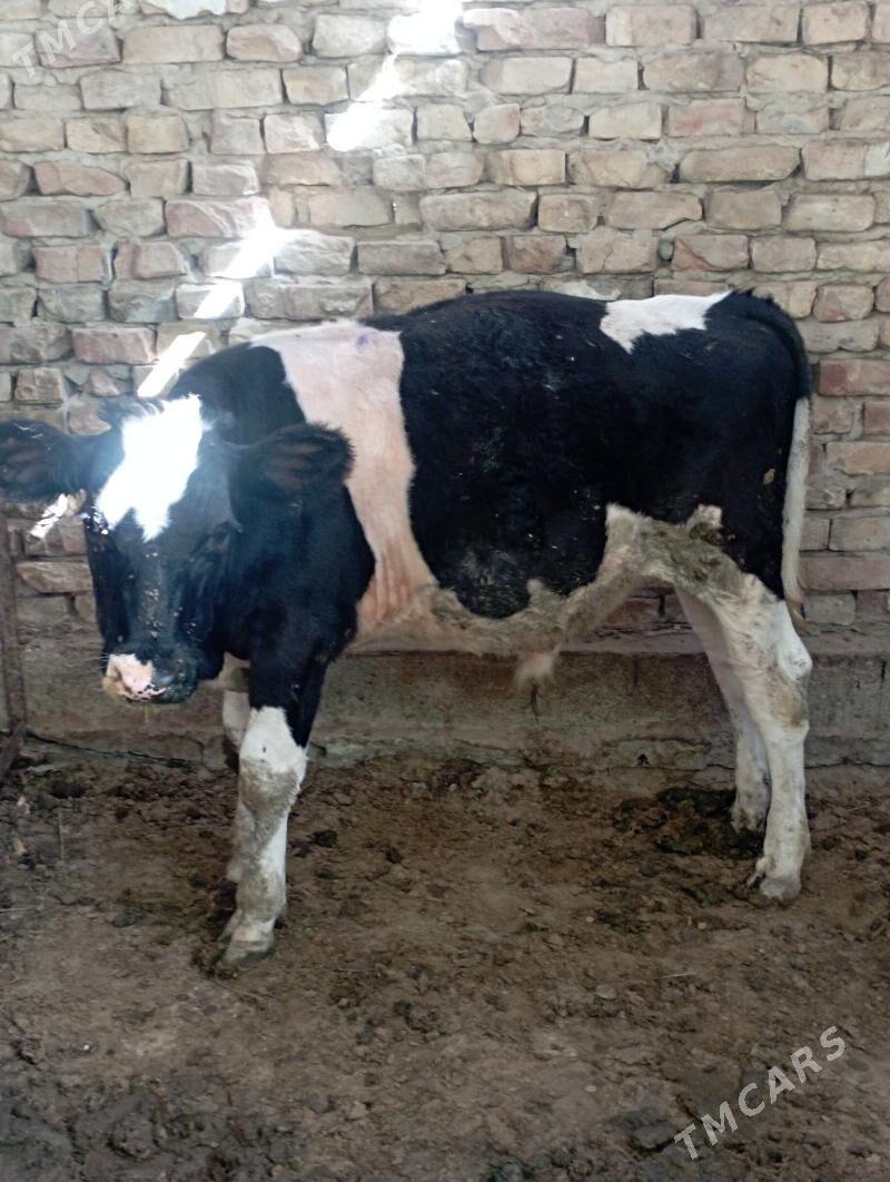 Ökiz - Ашхабад - img 4