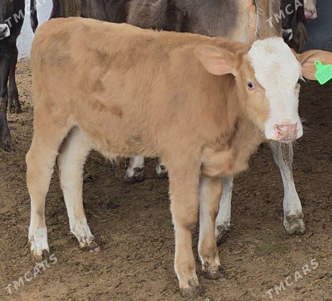 Gibrat Öküzçe - Кëши - img 2