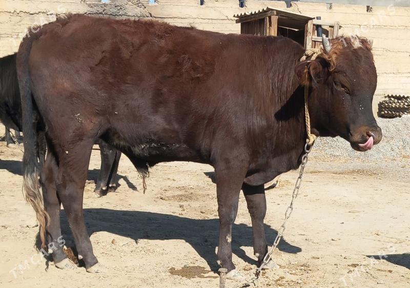 okuz - Änew - img 2