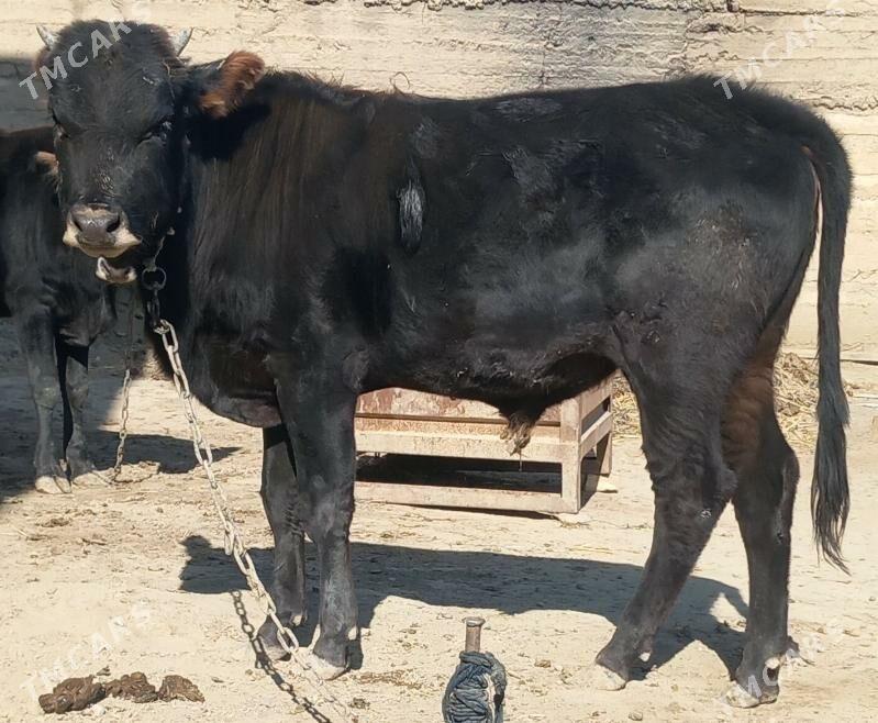 okuz - Änew - img 4